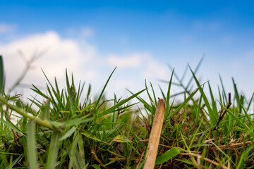 Closeup of green growth saplings and seedlings embracing warm sunlight. Nurturing nature promise