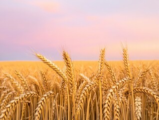 Fototapeta premium Golden wheat field under a colorful sky at sunset, showcasing nature's beauty and agricultural abundance.