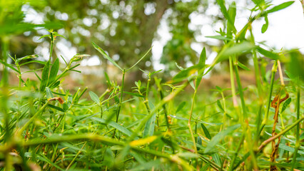 Closeup of green growth saplings and seedlings embracing warm sunlight. Nurturing nature promise