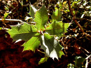 The leaves of a gray oak (Quercus turbinella) growing wild against the canyon walls in Zion National Park, Utah.