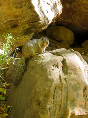 A rock Squirrel among the boulders at the base of a steep cliff in Zion National Park in Utah, USA