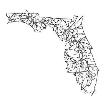Florida state flower, Orange blossom flower lineart vector illustration, fits the Florida state map frame, cool for stickers, coloring books, t-shirts, etc.