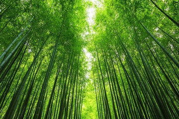 Fototapeta premium A dense bamboo forest, with tall green stalks reaching toward the sky, creating a tranquil, serene atmosphere