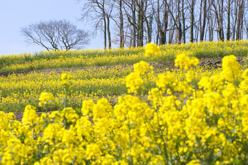 一面に広がる菜の花畑