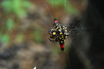 Close-up of a spiny orb weaver spider.