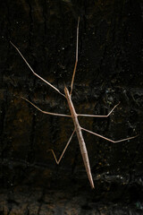 A brown stick insect (Diapheromera femorata) on a Dark background  perfect example of mimicry