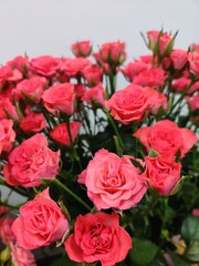 Bush rose.  Pink rose.  Gift.  Pink bud.