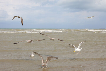many large seagulls with outstretched wings flying over the sea In search of food and fish