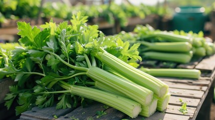 Obraz premium Fresh Celery Stalks