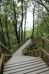 wooden staircase in the middle of the forest to reach the Baltic Sea and admire the famous in the location Møns Klint in South East Denmark