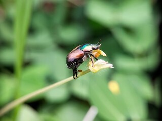 bug on a leaf
