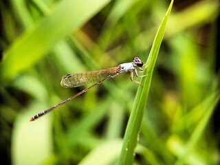 Macro photo of a needle dragonfly with the scientific name Zygoptera
