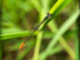 macro photo of Yellow-tailed needlefly or Calopteryx xanthosoma