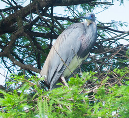 Heron in a tree