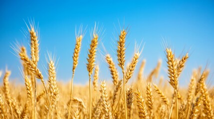 Fototapeta premium Golden wheat field under blue sky in sunny summer day