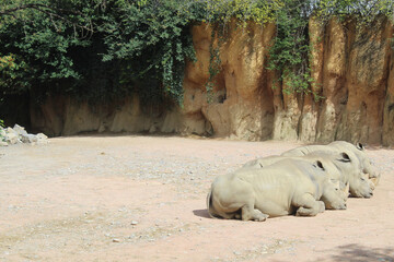 Rinoceronti bianchi nella savana africana