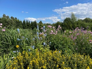 Fototapeta premium field of wildflowers