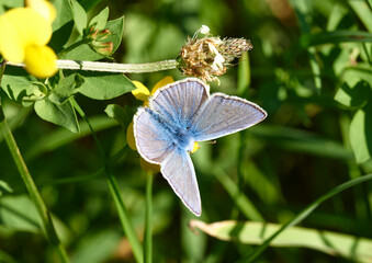 Himmelblauer Bläuling  auf einer Hornklee Blüte