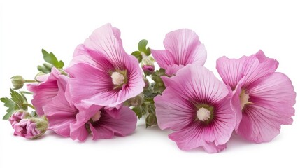 Mallow flowers on white