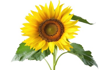 Obraz premium A single bright yellow sunflower with green leaves on a white background, perfect for illustrations and designs