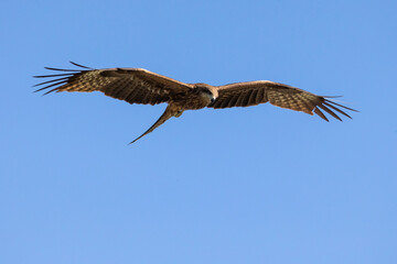 predator bird with open wings in the sky