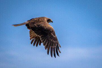 predator bird with closed wings in the sky from the side