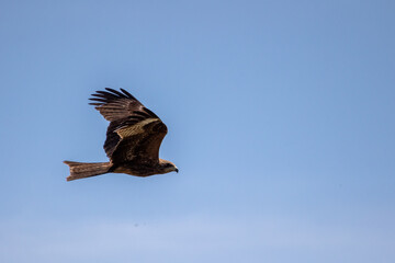 predator bird with open wings in the sky from the side