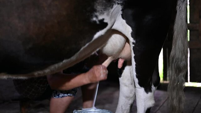Woman milks a cow by hand, collecting fresh milk in a metal bucket. Experience traditional dairy farming in a rustic barn setting