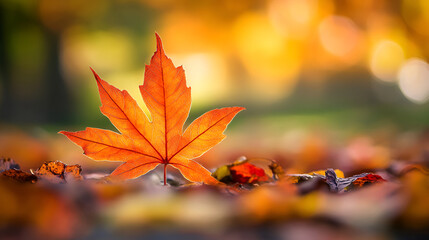 autumn leaves