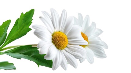 Fototapeta premium Chamomile flowers isolated on white background