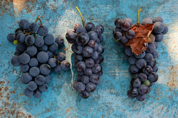 Blue grapes on a blue metal grunge surface. Rusty background. Sunlight.