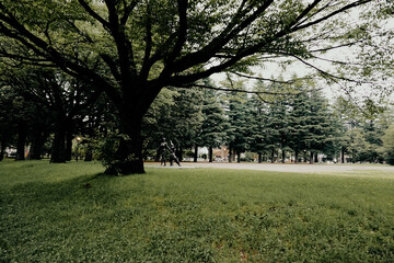 Obraz premium The garden in the center of the city for sports activities.