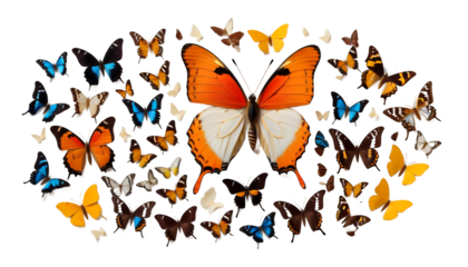  butterfly white olated beautiful butterfly isolated white insect beauty black colourful summer flying bright single nature flower background design abstract silhouette pattern art spring animal