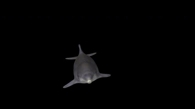 Dolphin swims up from the left below the camera, Alpha Channel, 3D Render
