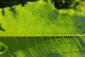Horseradish leaf outdoors in sunny day backlit