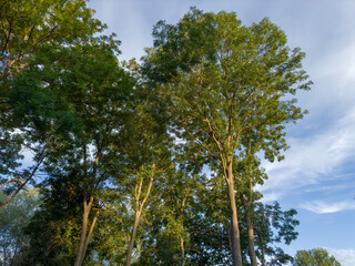 Tops of old high ash trees in evening light