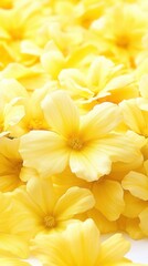 Obraz premium Vibrant yellow flowers create a warm and cheerful atmosphere, perfect for nature-themed designs and springtime inspiration.