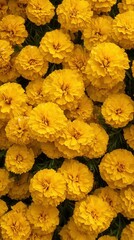 Vibrant yellow marigold flowers create a stunning natural backdrop, perfect for adding a touch of color to any design or project.