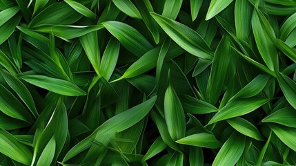 Obraz premium Lush Green Grass in Spring Close Up