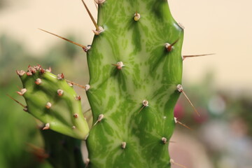 kaktus opuncja Opuntia jamaicensis variegata Ghost