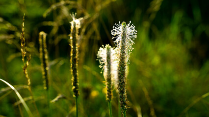 Plantago lanceolata, commonly known as ribwort plantain or narrow leaf plantain. This perennial herb is recognized by its narrow, lance-shaped leaves and cylindrical flower spikes