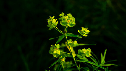 The leafy spurge (Euphorbia esula), also known as wolf's milk, is a long-lived perennial native to...