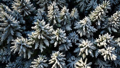 Snow-covered fir trees, perfect winter wallpaper.