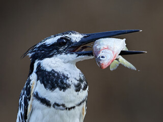 Pied kingfisher (Ceryle rudis)
