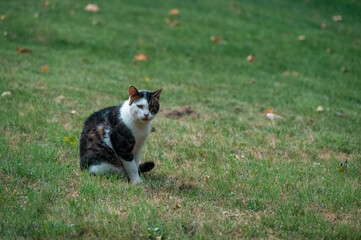 A black and white cat sitting on the grass.