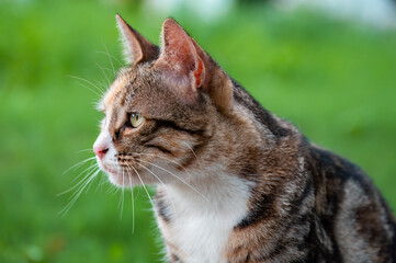 Close-up of a tabby cat's side face in the grass