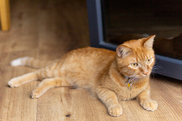 red cat lies on the wooden floor
