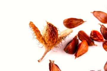 Close-up of a group of three edged beechnuts with their fruit shells lying on a white table