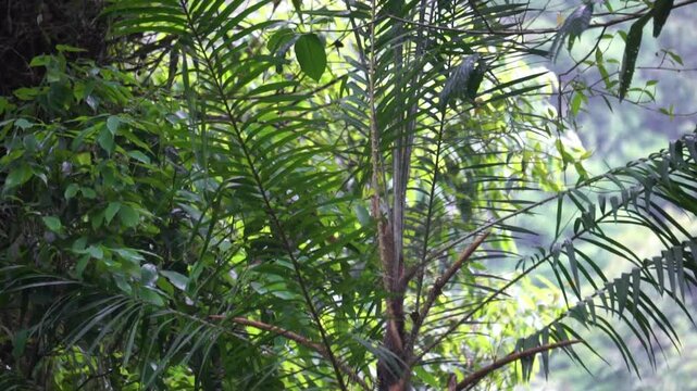 Rattan tree in the jungle. Rattan were also historically known as Manila cane or Malacca cane
