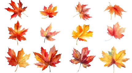 Vibrant Watercolor Autumn Maple Leaves on White Background